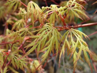 Acer palmatum 'Dentelle de Binche'